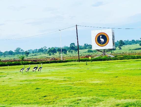 Denis_Jjuuko's tweet photo. The crested crane visiting @KiiraMotors vehicle plant and admiring their image in the foreground! https://t.co/jn0luwC2Co