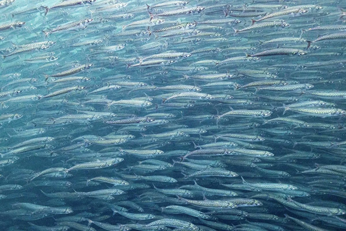 Dan Boyce (@danielgboyce) on Twitter photo Atlantic mackerel are woven into the fabric of east coast life - what will it’s decline mean for the people who depend on it?
Read our <a href="/globeandmail/">The Globe and Mail</a> article to find out: theglobeandmail.com/canada/article…
with <a href="/JenniferYVerma/">Jenn Thornhill Verma</a> 📸 by <a href="/LeilaBeaudoin/">Leila Beaudoin</a> & Nicolas Winkler Atlantic mackerel are woven into the fabric of east coast life - what will it’s decline mean for the people who depend on it?
Read our <a href="/globeandmail/">The Globe and Mail</a> article to find out: theglobeandmail.com/canada/article…
with <a href="/JenniferYVerma/">Jenn Thornhill Verma</a> 📸 by <a href="/LeilaBeaudoin/">Leila Beaudoin</a> & Nicolas Winkler