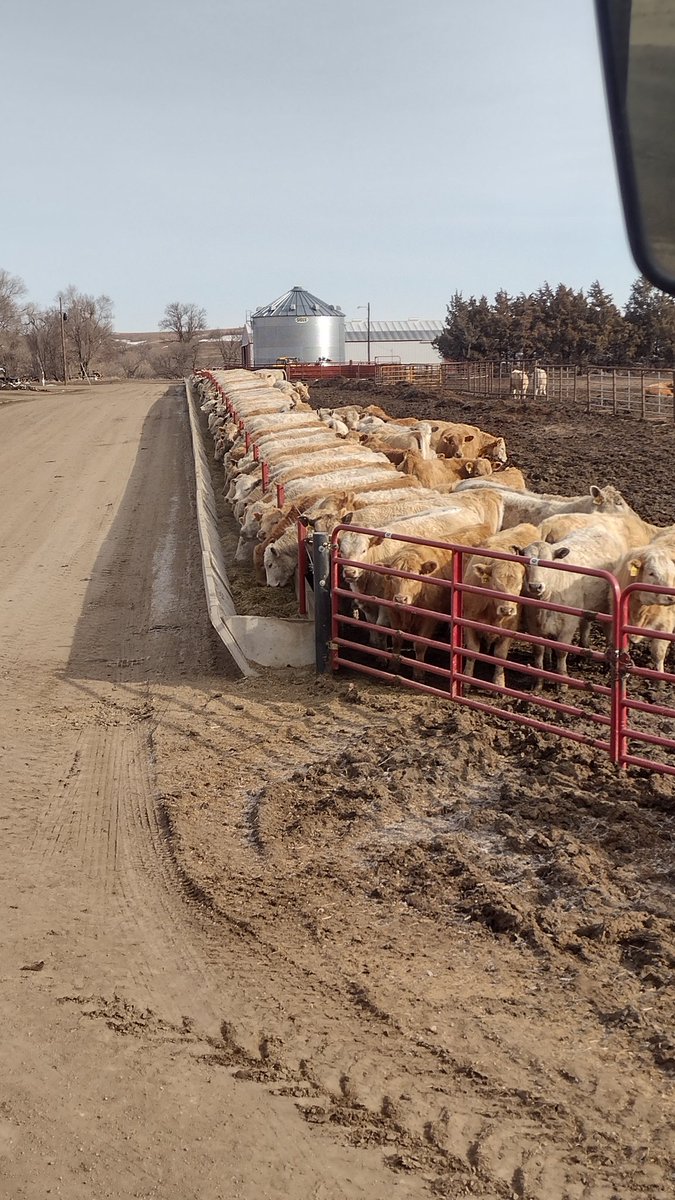 Marcus_A_3dad's tweet photo. - 248hd charx heifers sell at Burke, SD this Saturday April 1
- Top cut out of 500hd
- Weighing around 900#
- Retweets appreciated https://t.co/U44yDSAX3W