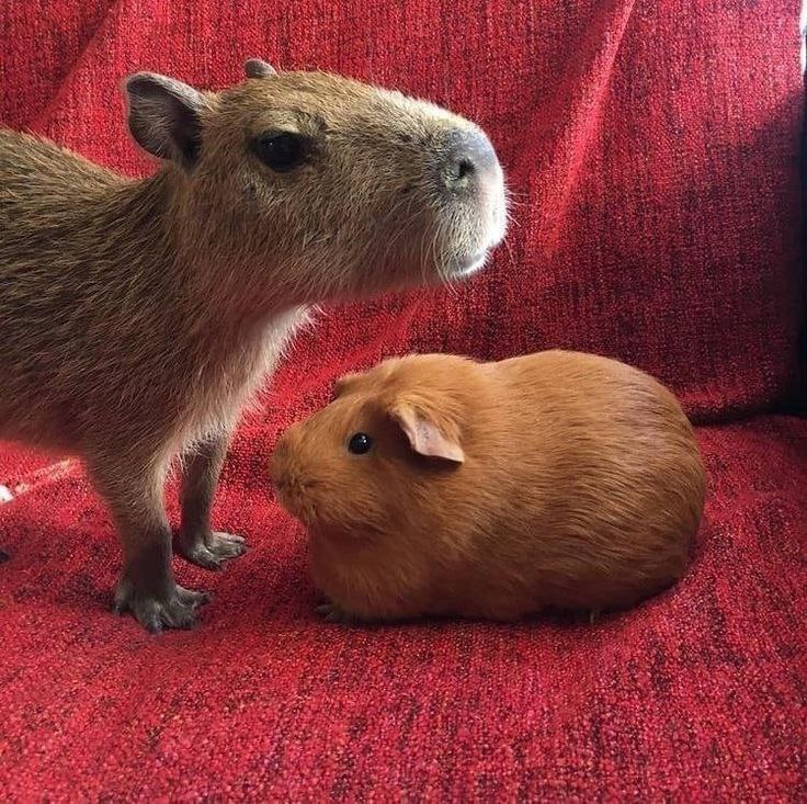 humortranslate's tweet photo. А во сколько лет вы узнали, что капибары это просто взрослые морские свинки? https://t.co/YjUO2wY7ry