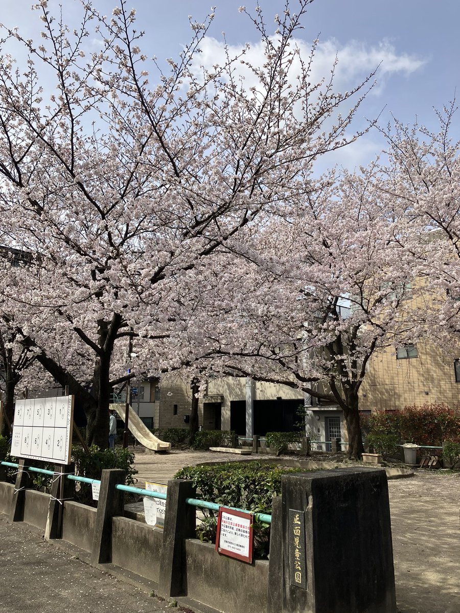 地元は雨で落ちていますが、京都は満開でした