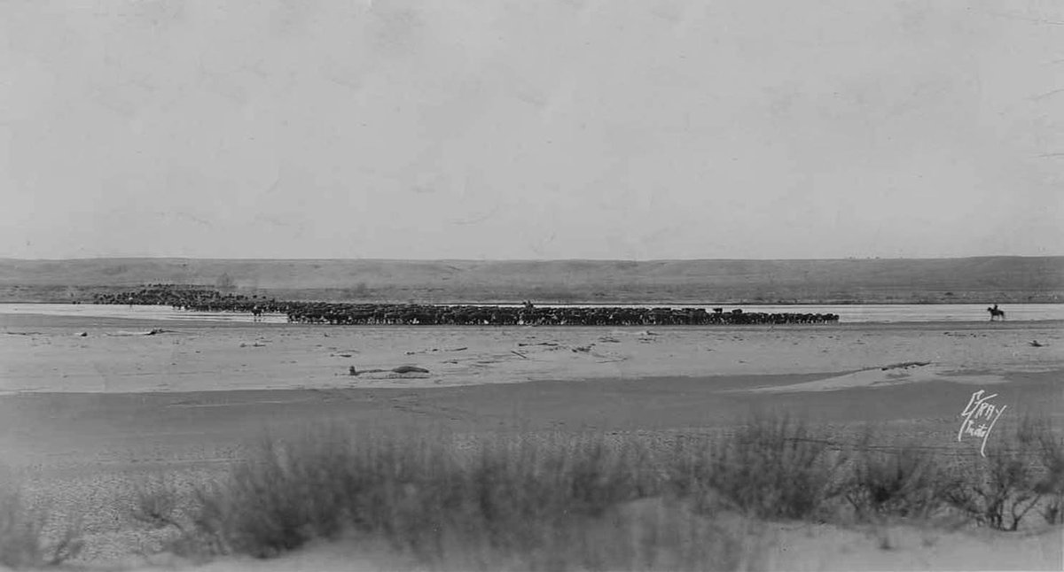 TracesofTexas's tweet photo. Herd of cattle crosses a shallow river somewhere in Texas circa 1880. The river that is being crossed is unknown but it might be one of the branches of the Red River. From the Kansas Historical Association. They don't know exactly where it was taken, only that it is in Texas. https://t.co/syA8PPbpRS