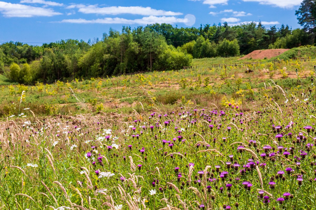 WILD ISLES: Episode 3 of Sir David Attenborough's remarkable #BBC series #WildIsles explored the importance of grasslands. 
MPA members have created c4,500ha of new #grassland and #heathland with 3,500ha planned.
Read: lnkd.in/gn7VRZjj
Watch: lnkd.in/dipjS4Qy