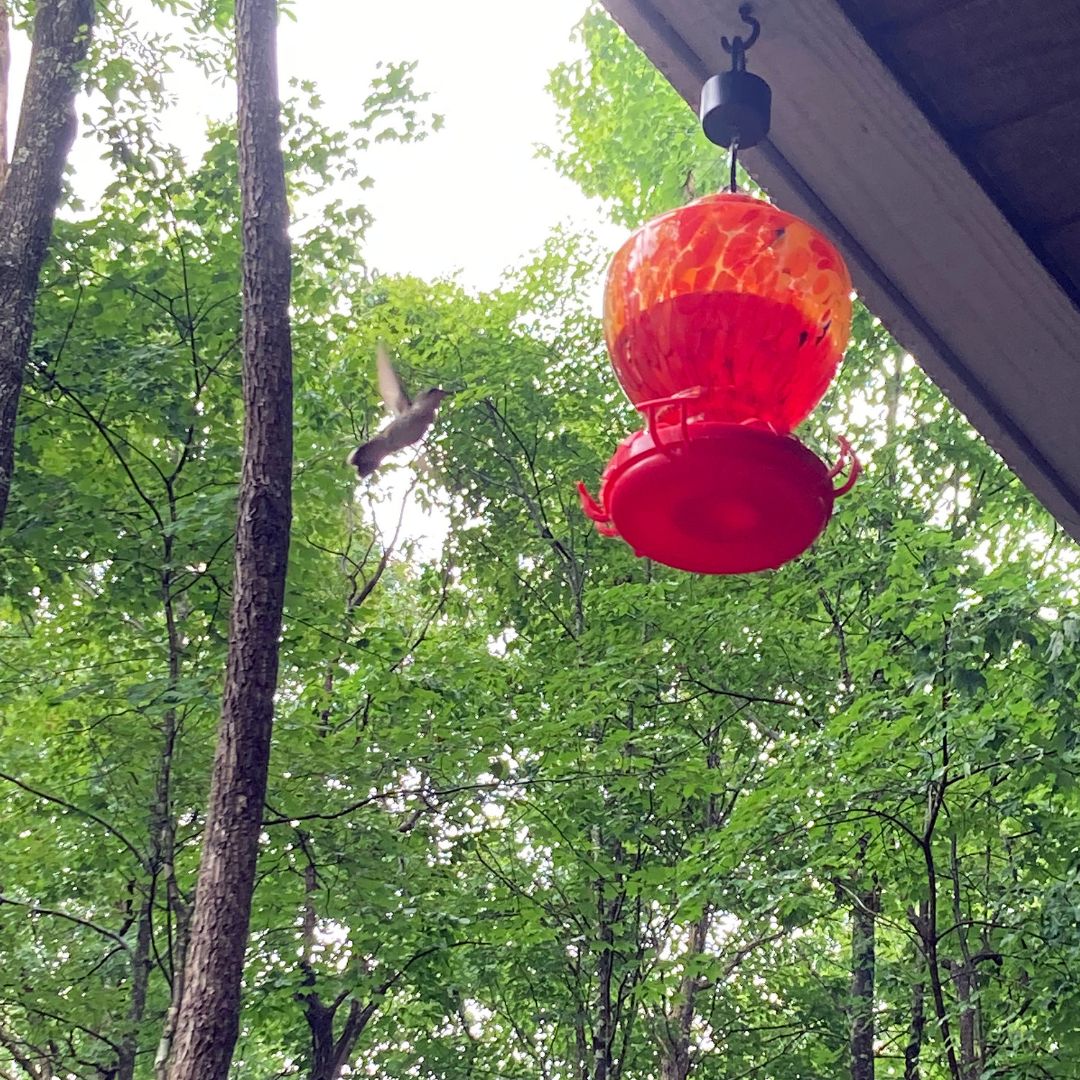 GreeterFalls's tweet photo. Greeter Falls Campground has friends of all sizes!  #greeterfalls #savagegulf #tennesseestateparks #tennesseewaterfalls #campground ​​​​​​​​#RVCamp #glamping #waterfall #boardtreefalls #stonedoor #camp #hike #adventure #nature #explore #getoutside #rangerfalls #trail https://t.co/z2cm7vxxK6