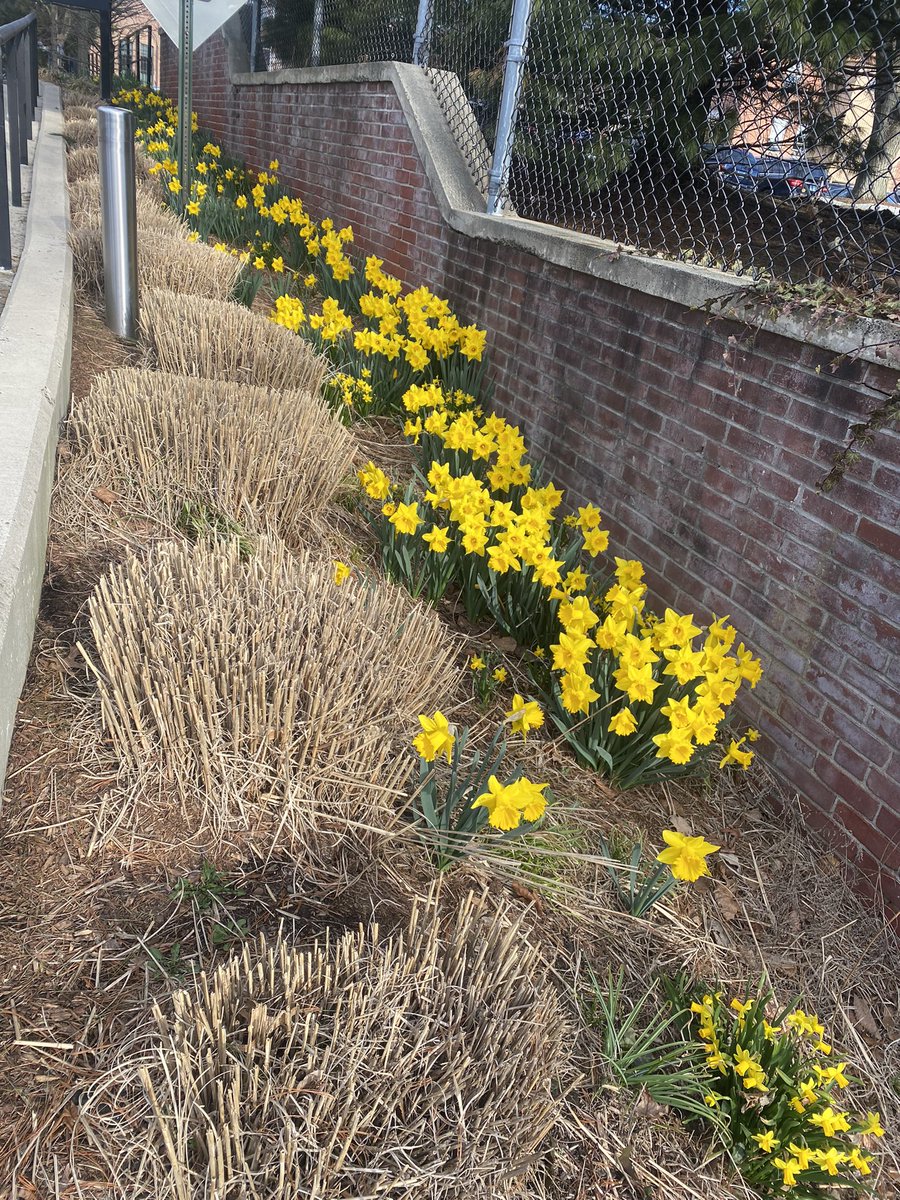EddineAya's tweet photo. Hello Spring! ☀️ 🌸 https://t.co/lmVmjO2UXe