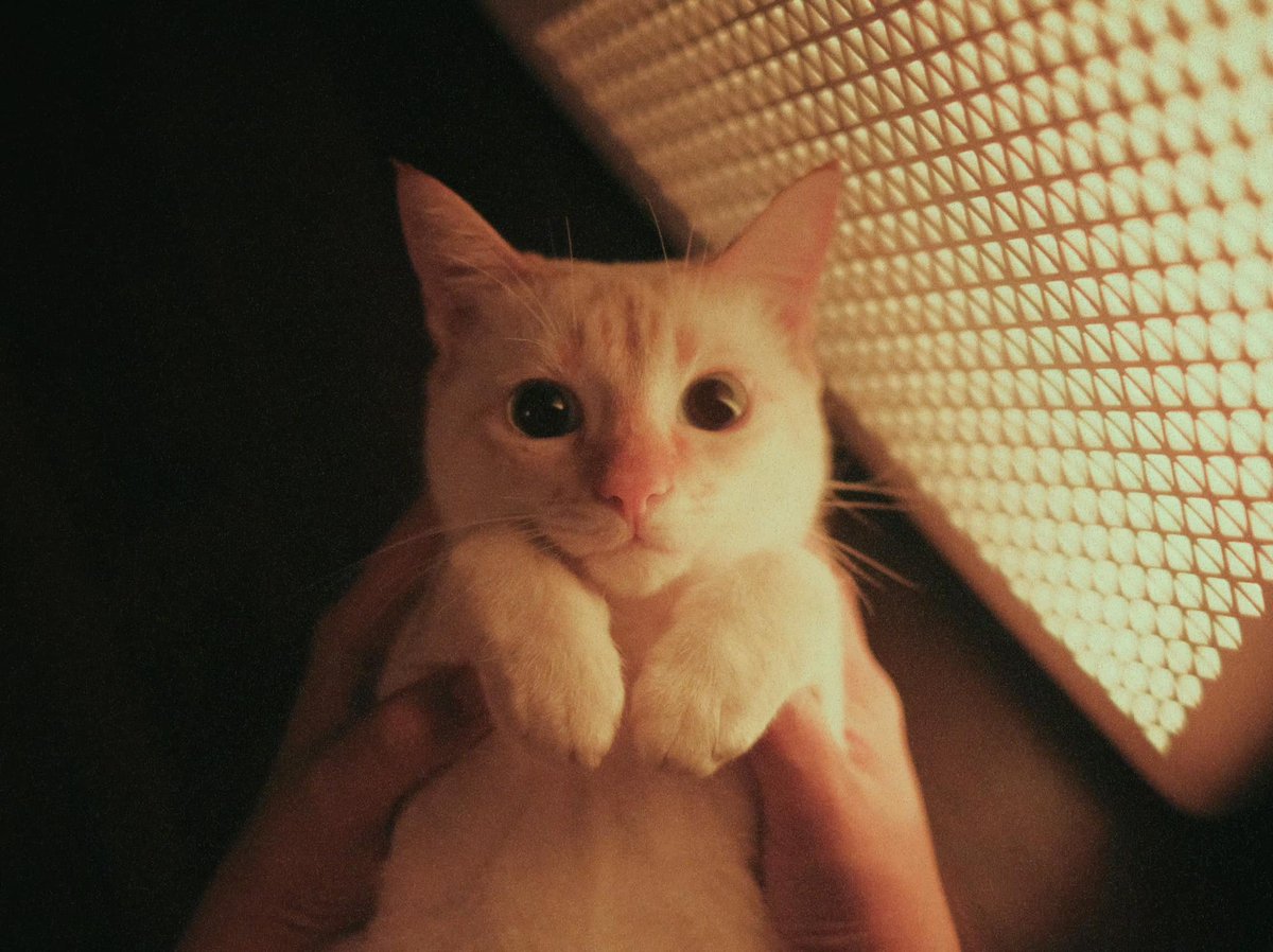 TranslatedCats's tweet photo. When will I know how to wipe my own ass? https://t.co/O1bLJVpj7h