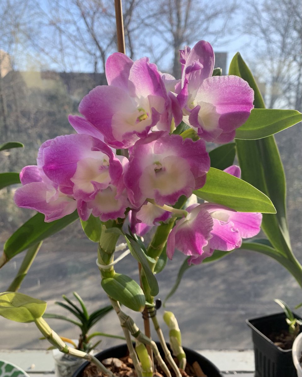Dendrobium nobile, Violet Fizz Luna #orchid