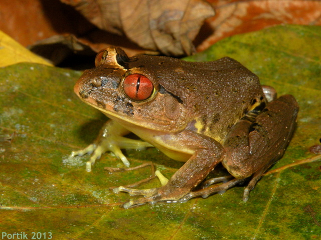 Batrachochytrium dendrobatidis (Bd) is a fungal pathogen responsible for global amphibian decline. 

With museum collections,  Ghose et al. (2023), reconstructed the historical spread of Bd across Africa.

amphibiaweb.org