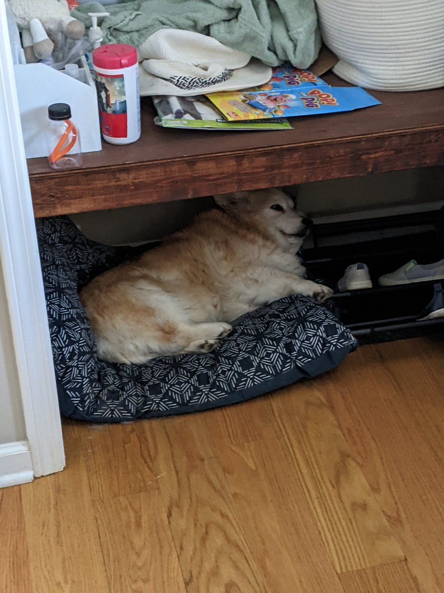 Sleeping_corgi1's tweet photo. A fierce beast in his lair #CorgiCrew #lair #napspot https://t.co/OhUpURv20o