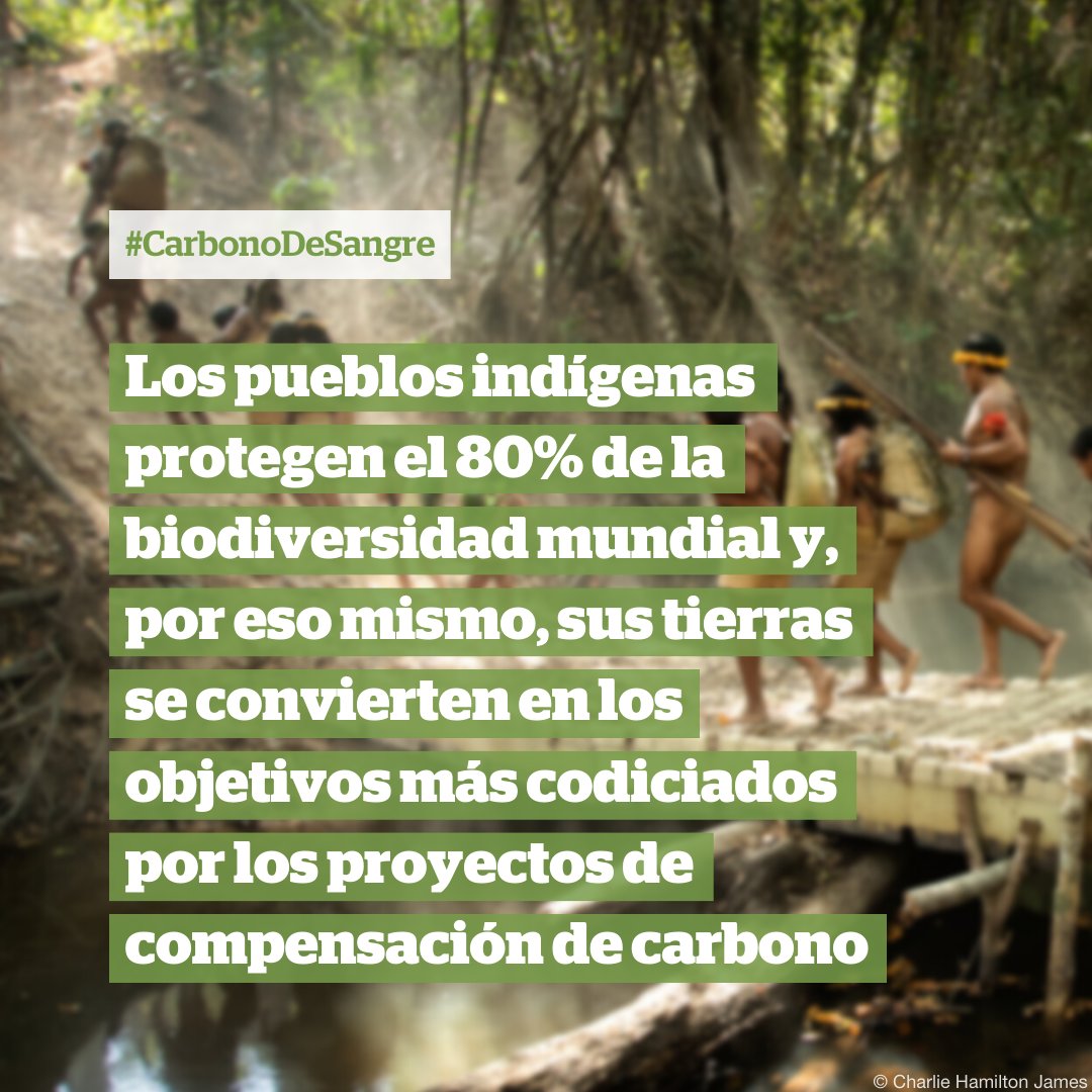 survivalesp's tweet photo. El mercado de #CréditosDeCarbono está en auge: un gran #GreenWashing por el que empresas contaminantes dicen "compensar" sus emisiones invirtiendo en supuestos proyectos de reducción de CO2 en otras partes del mundo, pero sin hacer NADA por reducir sus emisiones🌬️👇 https://t.co/AhOUSdc8bU