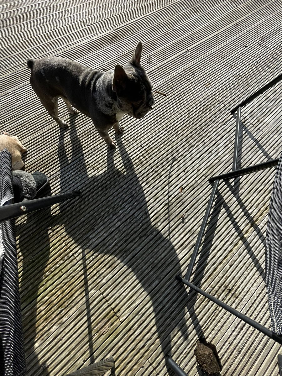 BabyBoyNoNameY1's tweet photo. Most days I think Im as big as my shadow!! 💪🏻💙🐾🤪 #littledog #bigshadow #frenchie #bossbaby https://t.co/wUD9ZYTaoq