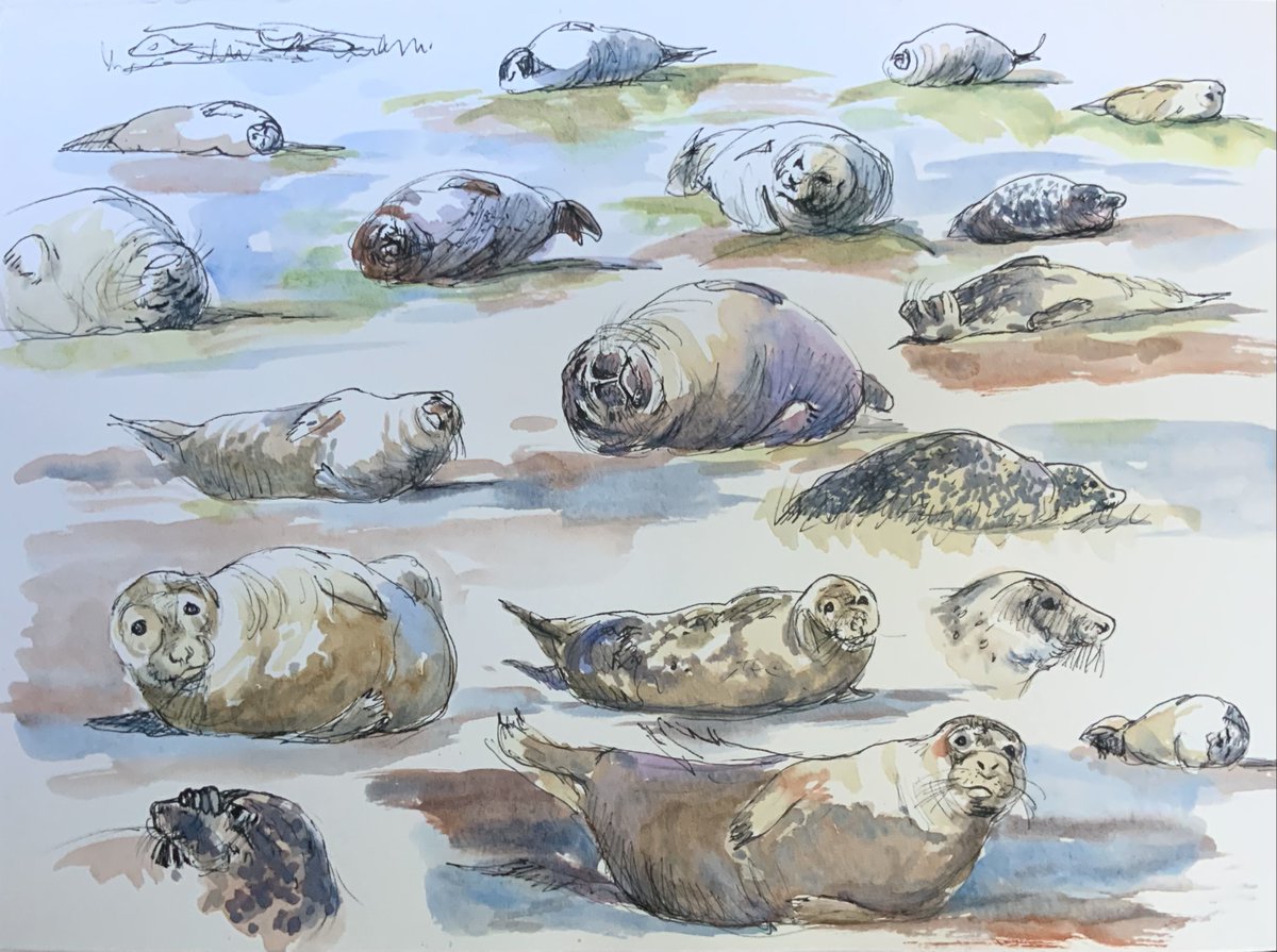 Harbour seals lolling about in the mud and glorious sunshine at Greatham Creek today @TeesmouthNNR #seals #wildlife #wildlifeart #nature #sketching #teesside #northeastengland
