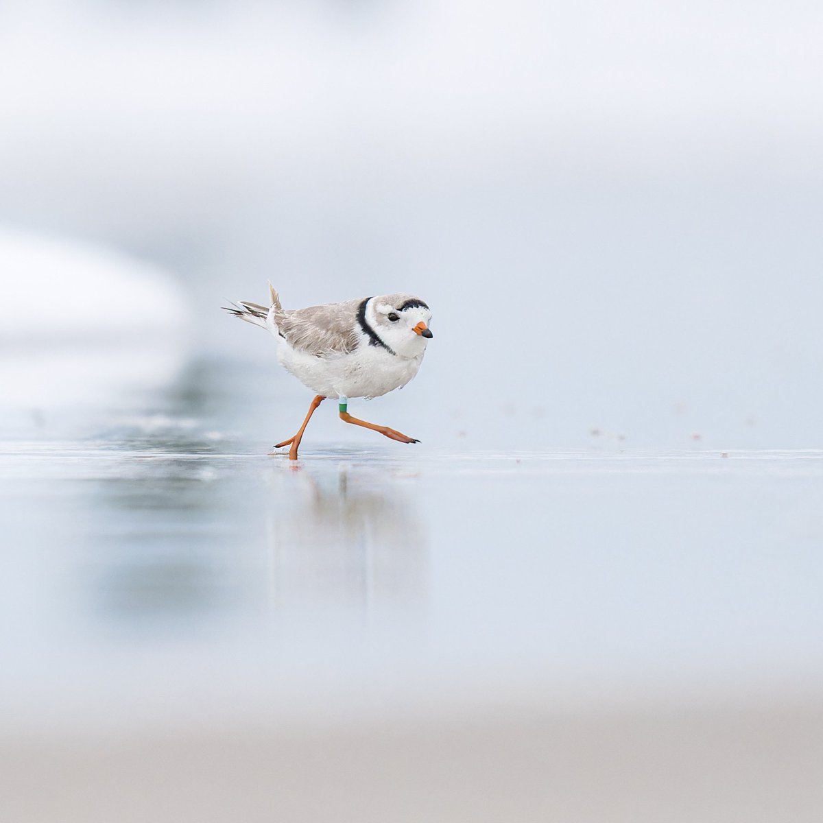 NycPlover's tweet photo. He’s back! Tilden’s hottest babe: Clark Kent! Originally a Jersey Boy, he hatched and was banded at Island Beach State Park in 2018, and has been seen in Georgia during his migration and on his wintering grounds in beautiful Andros, Bahamas….(1)
📷: @4binator #protecttheplovers https://t.co/whhXjdR2a0