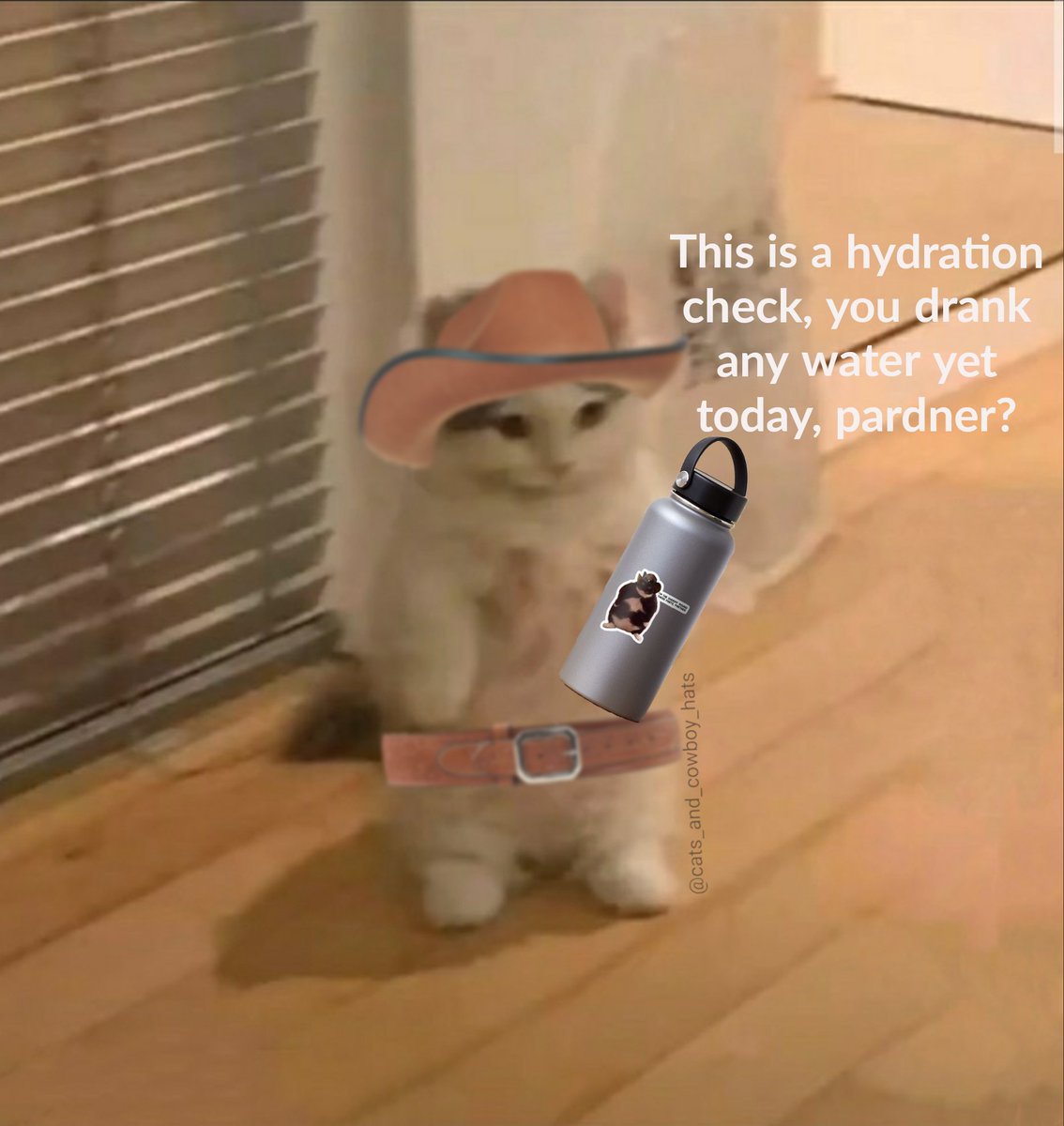 Cats And Cowboy Hats tweet media