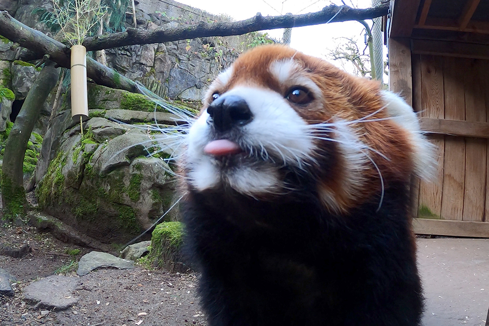 OregonZoo's tweet photo. In this blepisode of Blep by Blep, Moshu makes a bold blep https://t.co/UxF2itIK43