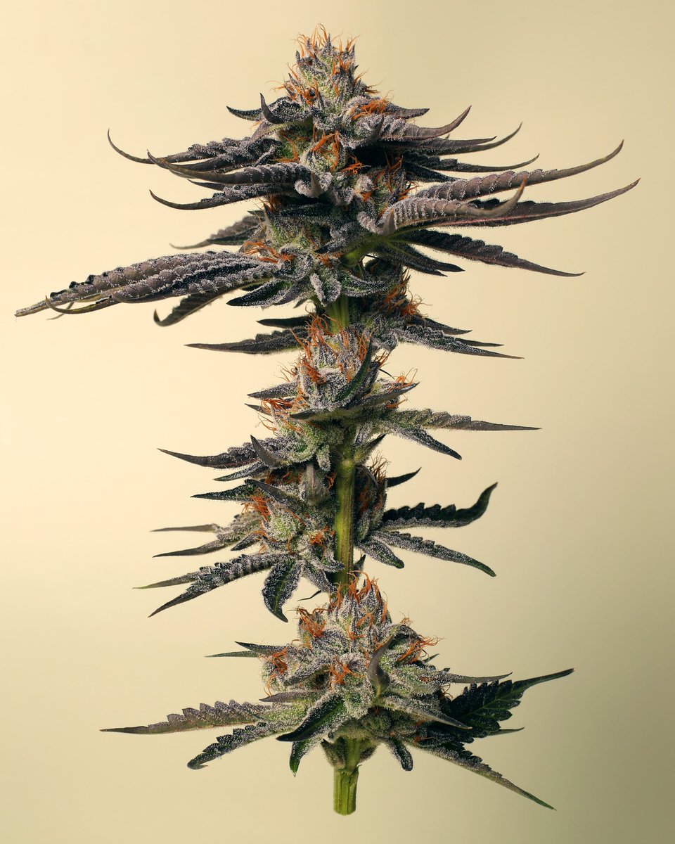 OGB anyone? 🍃

Original Green Bud (Bubba Kush x Purple Urkle) is an exceptional cultivar 🌱 with a legendary lineage. Contrary to its name, OGB boasts deep purple undertones, with heavy trichome coverage and an unforgettable grape aroma 🍇