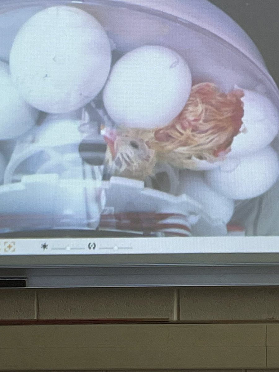 MrsWallsFC's tweet photo. Chicks are hatching in 4th grade! https://t.co/jLv1W2sLjr