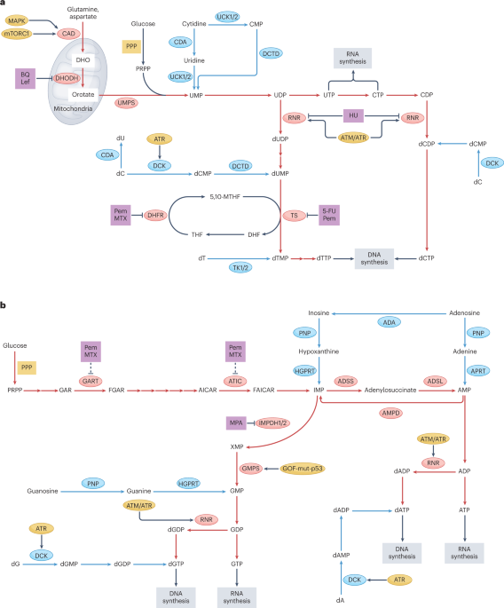 NEW content online! Nucleotide metabolism: a pan-cancer metabolic dependency dlvr.it/SlYg27