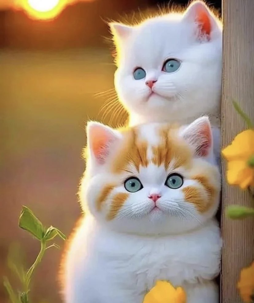 Angel5642620235's tweet photo. Evening ! 💛🧡 https://t.co/nlzAyU52se