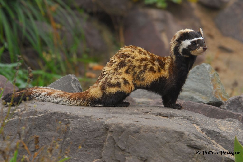Papers are like buses; you wait ages for one, then two arrive at once! Check out our latest paper, led by @BatPatWright, where we used social media to learn more about the distribution of one of the least known yet coolest mustelids - the marbled polecat! link.springer.com/article/10.100…
