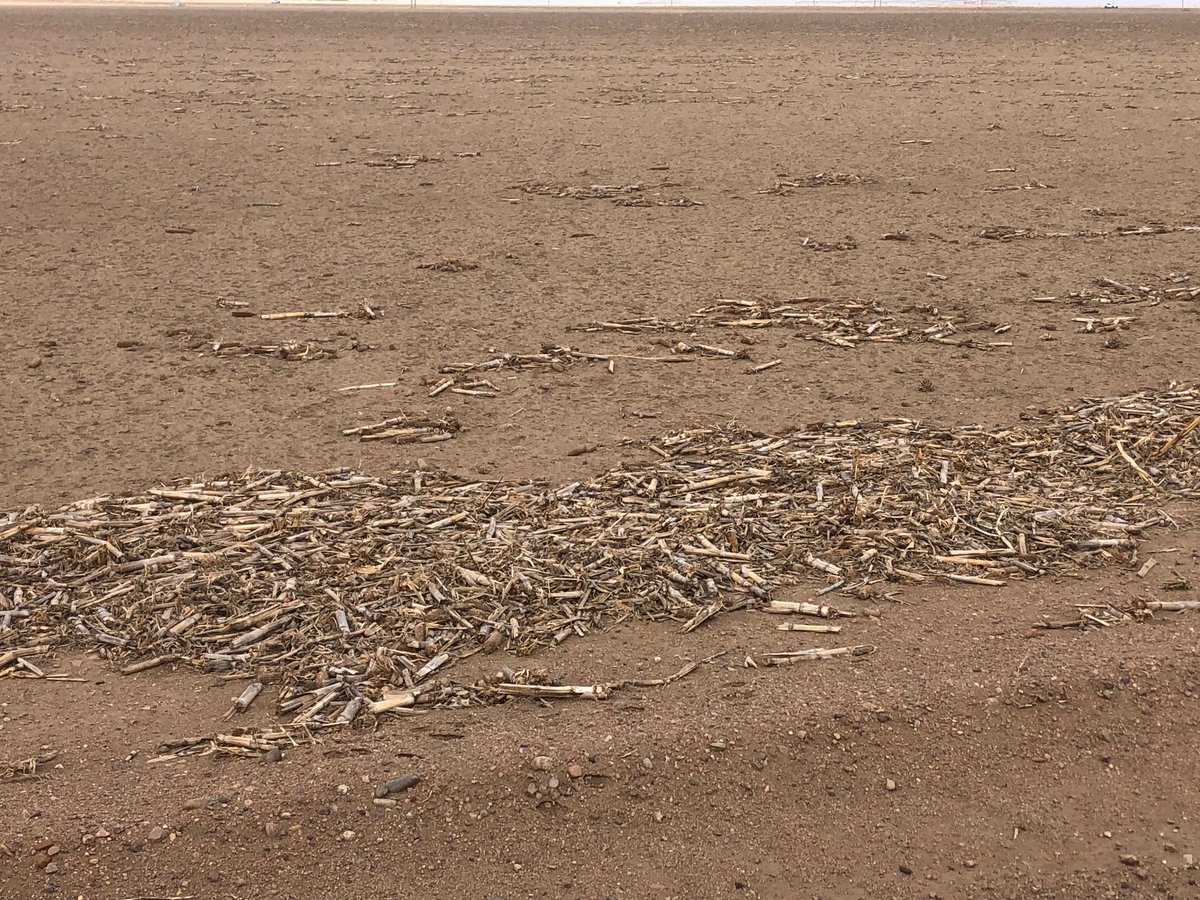 LeonardSeeds's tweet photo. Southwest Kansas wheat has run out of lives long before spring even got here. https://t.co/QcJMTqL6vt