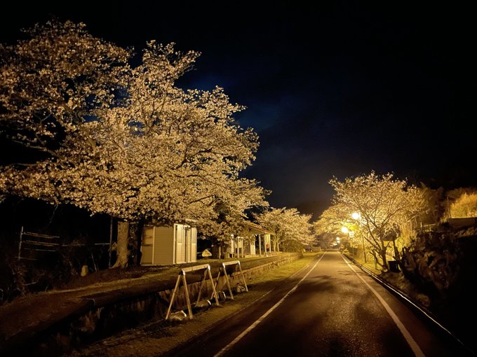 願わくは　花のしたにて　春死なん　そのきさらぎの　望月の頃　（西行法師）和気町にある天瀬（あませ）駅の夜桜。ここは、和気