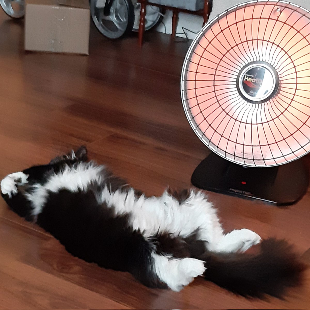 moores_leanne's tweet photo. @artlisa84 Libby loves the heat!!! https://t.co/ZfUZs7KVAX