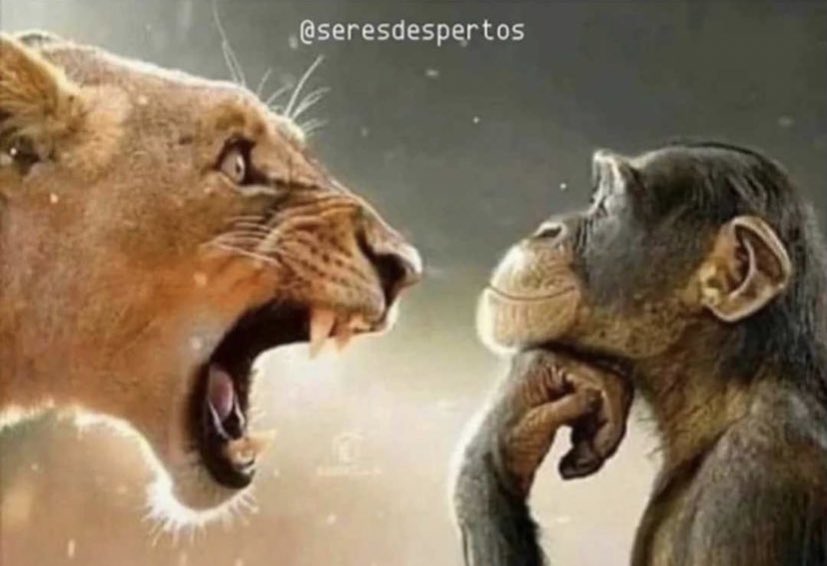 Quando a sua reação for igual a do macaco, você viverá melhor..✍🏼