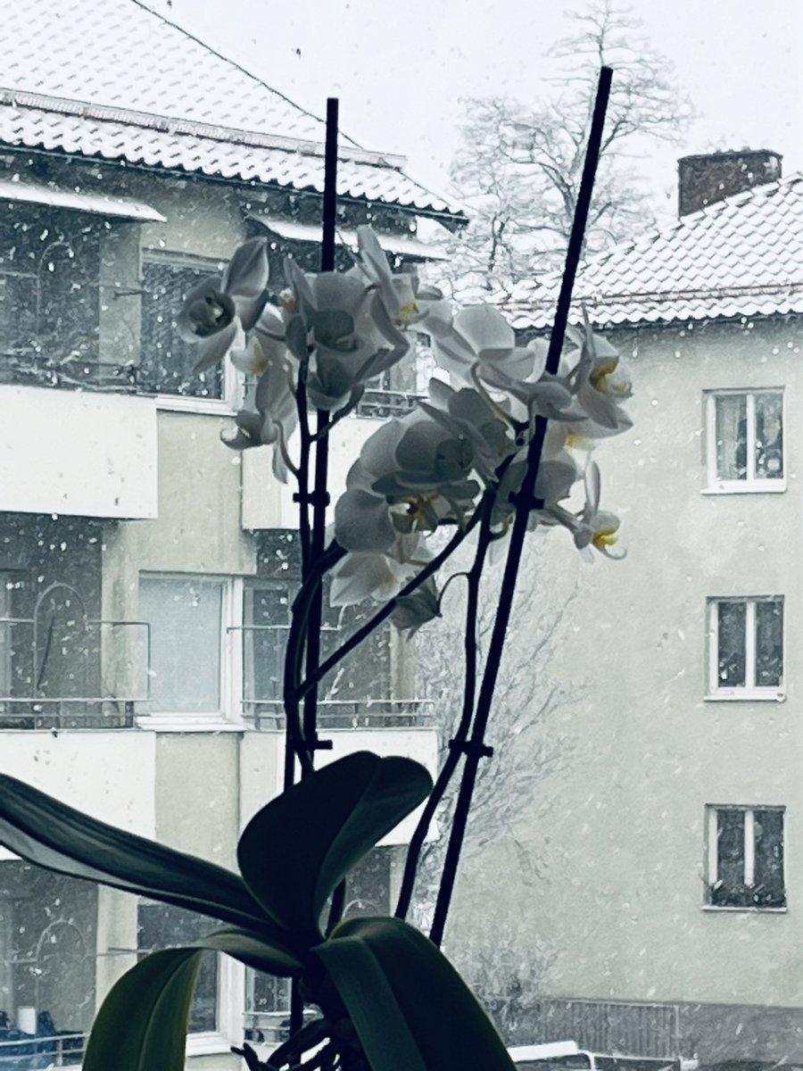 از کلکین خانه؛ بهار برفی ما #سویدن