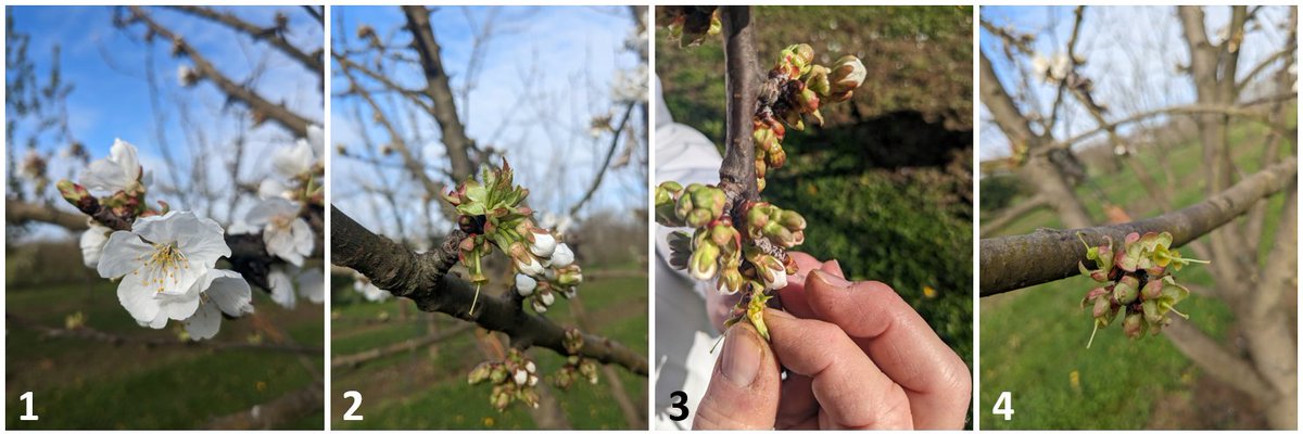 INRAE_BFP's tweet image. In #A3C team, @INRAE_BFP, how do we make controlled crosses in sweet #cherry? 1: removing open flowers, 2: selecting closed flowers, 3: performing manual emasculation (removing of stamens), 4: pistil is ready to be fertilized using desired pollen!