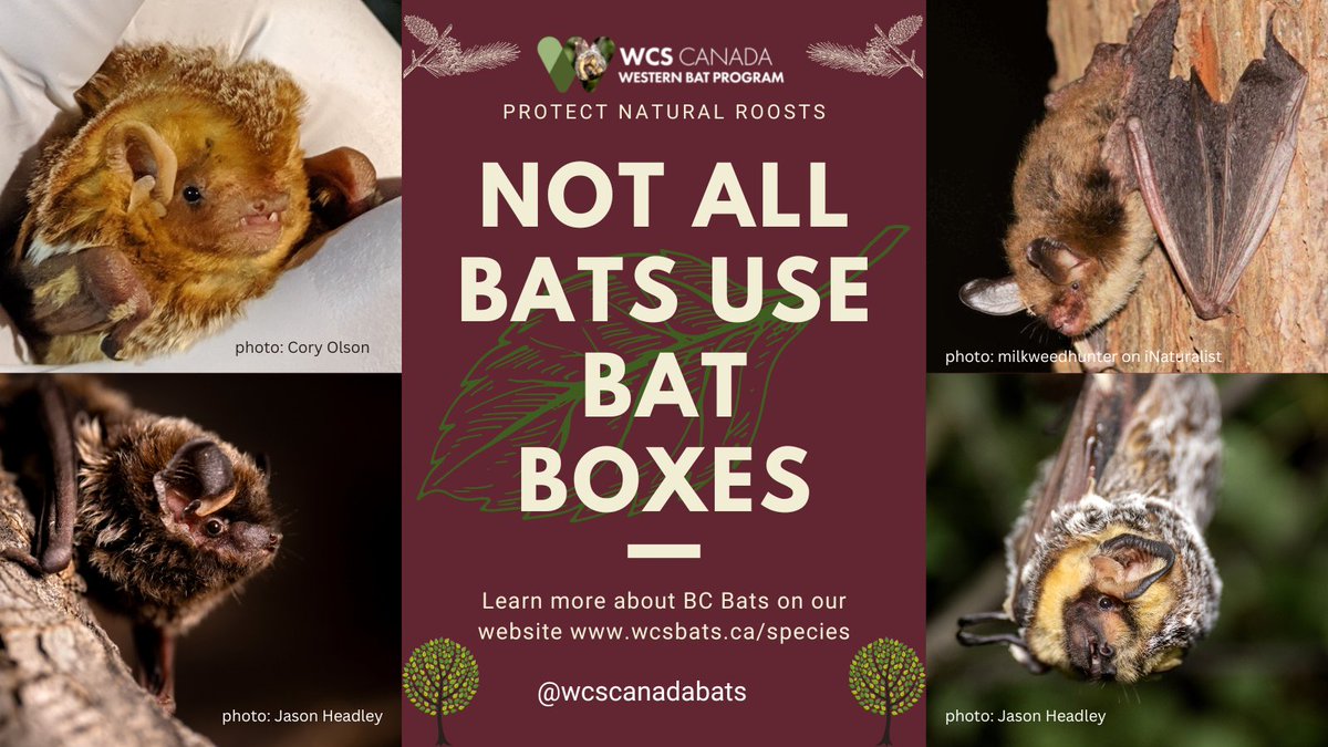 wcscanadabats's tweet photo. Some bat species will ONLY use trees for summer roosting! Solitary-foliage roosting spp like Red & Hoary Bats hang by small twigs high in tree canopies. Silver-haired bats like cavities, Northern Myotis like spaces under peeling bark or in crevices & cavities. #ForestsForBats https://t.co/0V3bI7SVk4