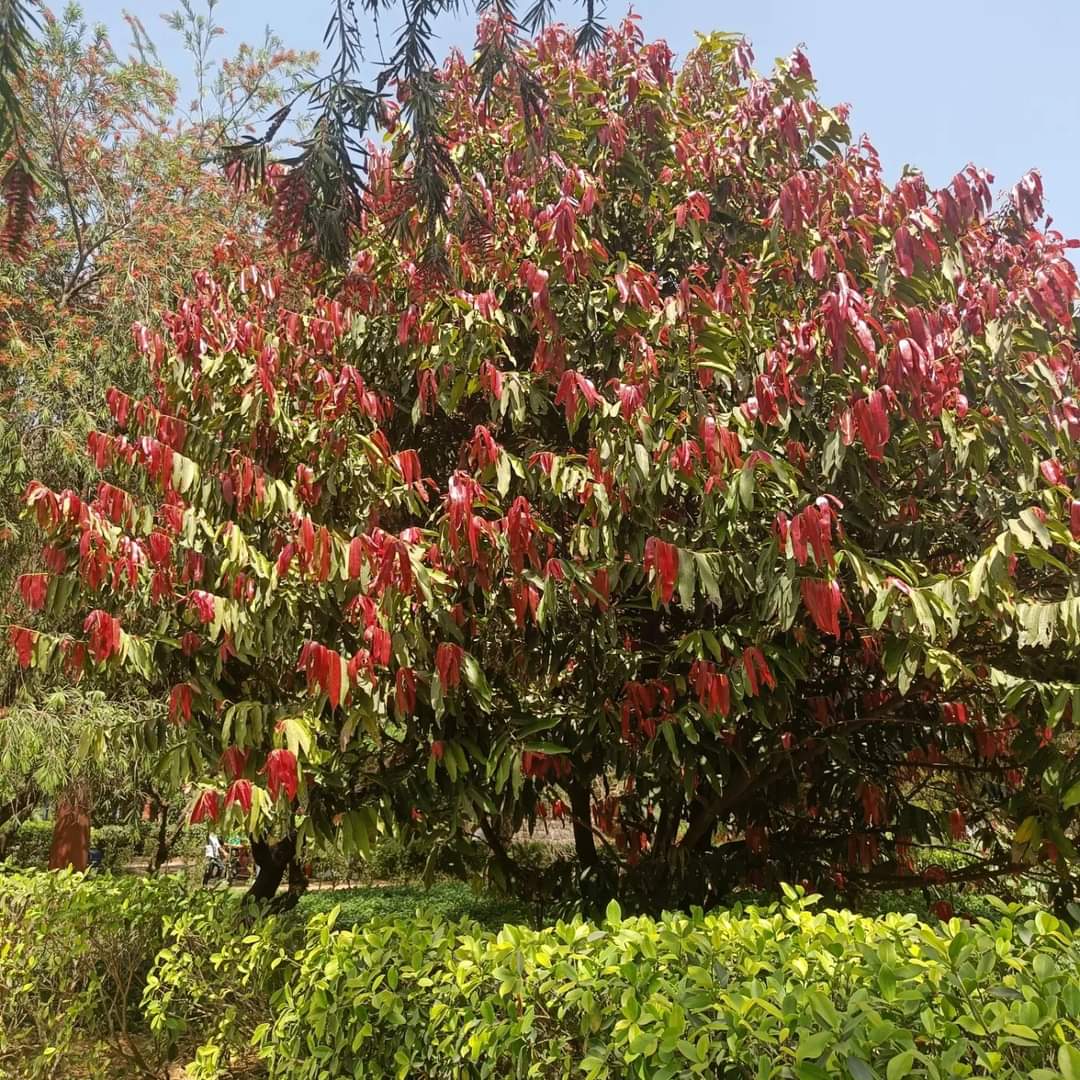 tikulli's tweet image. Gaub / Gab or Indian persimmon is another tree flashing its red new leaves these days. The blooms will appear by July. Such a gorgeous tree. #delhispring #springindelhi #delhitrees #treesofdelhi #naturelovers @seasonwatch_in @NDNS_HQ