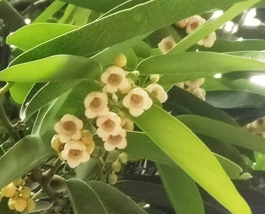 tikulli's tweet image. Gaub / Gab or Indian persimmon is another tree flashing its red new leaves these days. The blooms will appear by July. Such a gorgeous tree. #delhispring #springindelhi #delhitrees #treesofdelhi #naturelovers @seasonwatch_in @NDNS_HQ