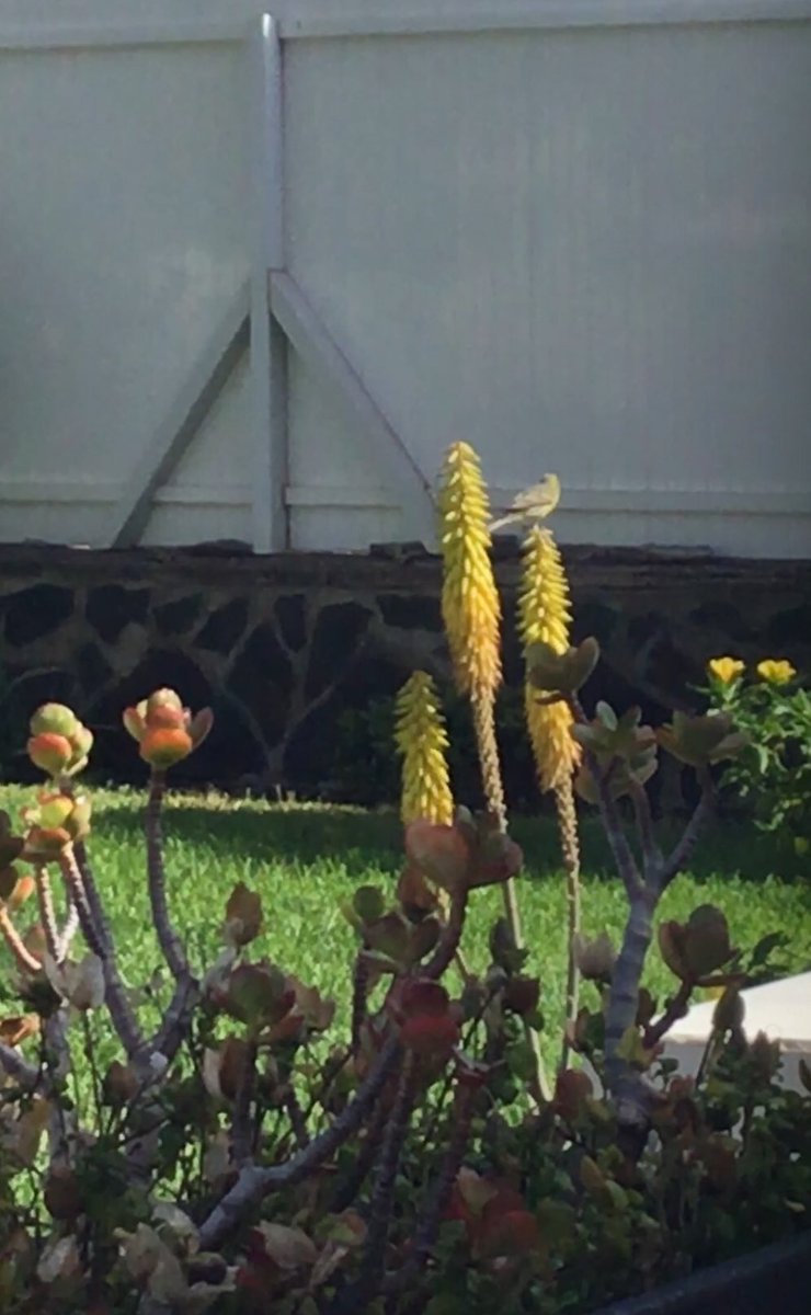 BeerBasher's tweet image. A Canary in The Canary Islands… MAD! @JSilloth