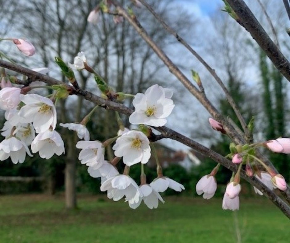 wokingcouncil's tweet photo. Keep your eyes out for the blossom of the Sakura Cherry Trees in #WestByfleet  🌷

@SercoESUK planted them a couple of years ago to mark the Japan-UK Season of Culture 2019-20 and acknowledge the new era of friendship &amp; cooperation 🤝
 
https://t.co/URtNF7FzJI

#SakuraProject https://t.co/MH0SnlSqK4