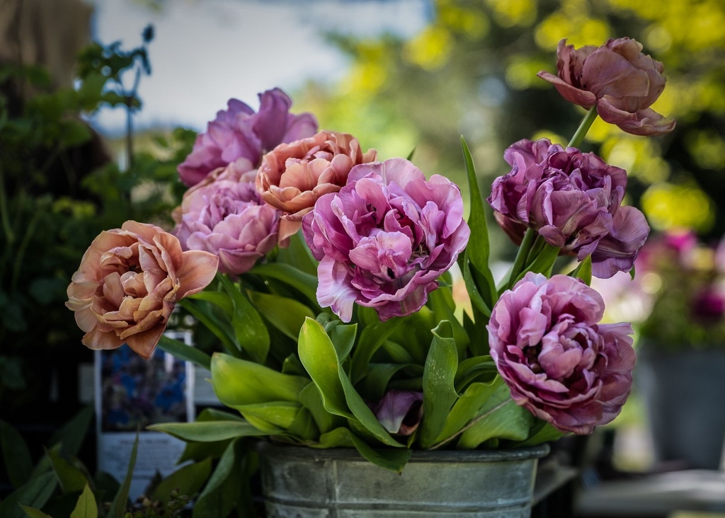 Make a note in your diary for the Plant Fairs Roadshow on 07/05
Entry included in admission or free to Members
Nurseries include:RHS award-winning nurseries, Hardy's Cottage Plants,Phoenix Plants,Pineview Plants

#plantfairs #plantsale #plantnurseries #bordehillgarden