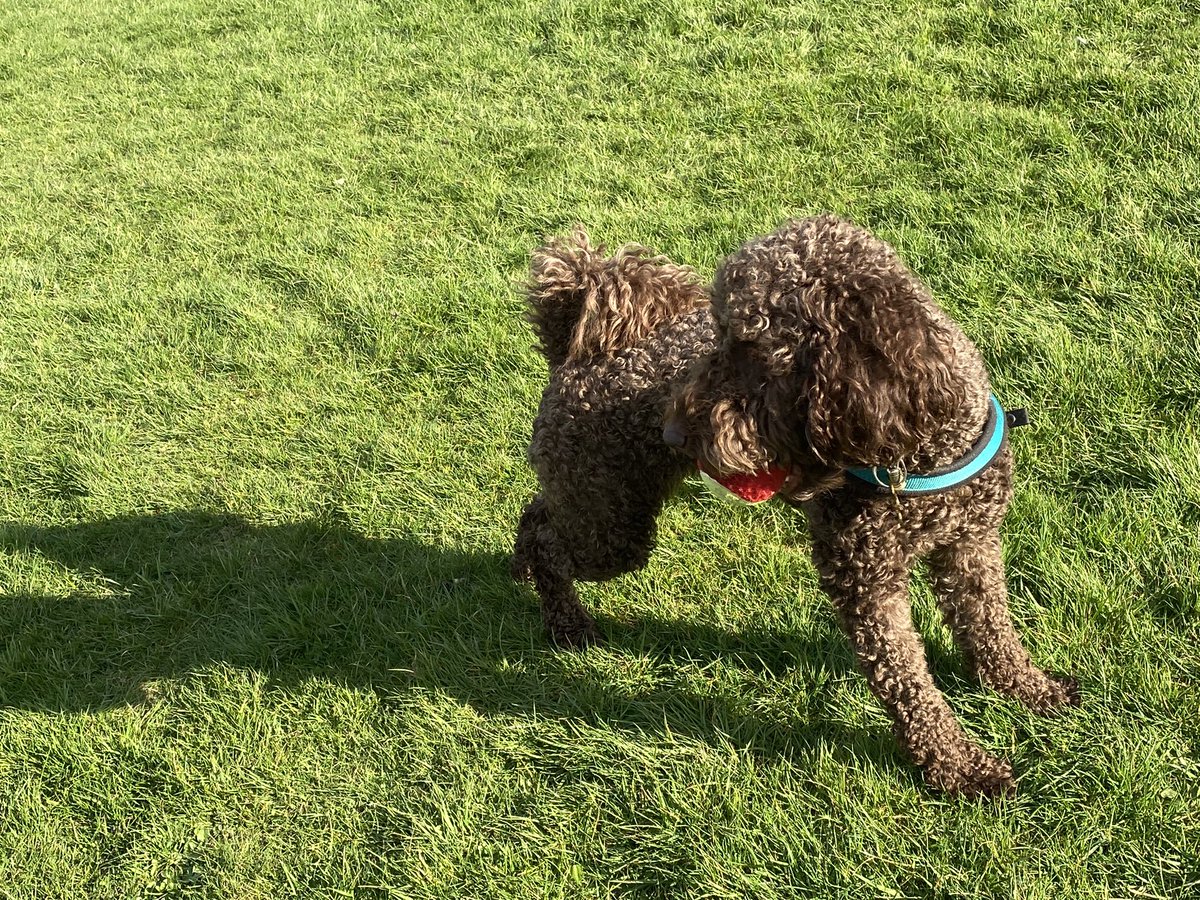 What’s that?! My shadow! T🐾