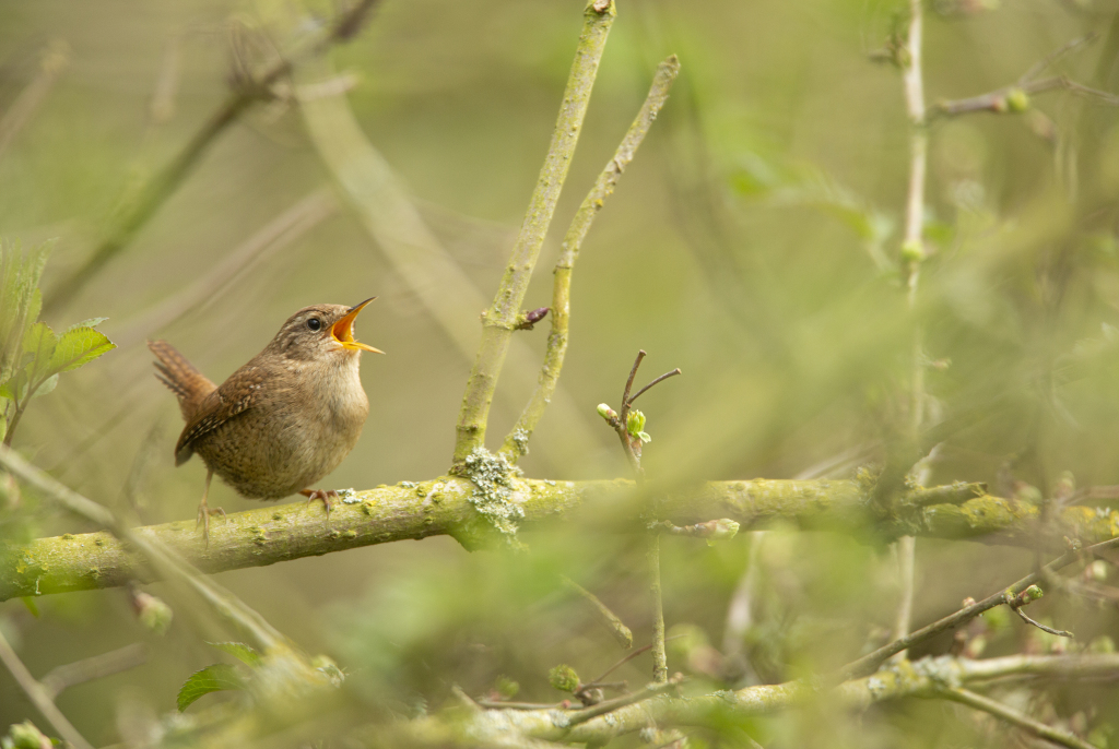 When a female Wren builds a nest she will line it with feathers. 🪶

If you find a nest that is not lined, chances are it was built by a male and may still be accepted by a female who will then decorate it and make it cosy.  🪺

/4