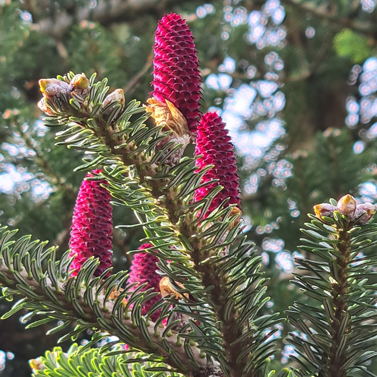 IrishTreeCentre's tweet image. More beautiful gifts to admire on our forever Christmas trees, Abes Koreana. 🌲

Raspberry cone jewels shining in the morning light at the treecentre.ie 0868495993

#everygreen trees 🌲
#trees
#cones
#spring
#irishspring
#gardening
#landscaping