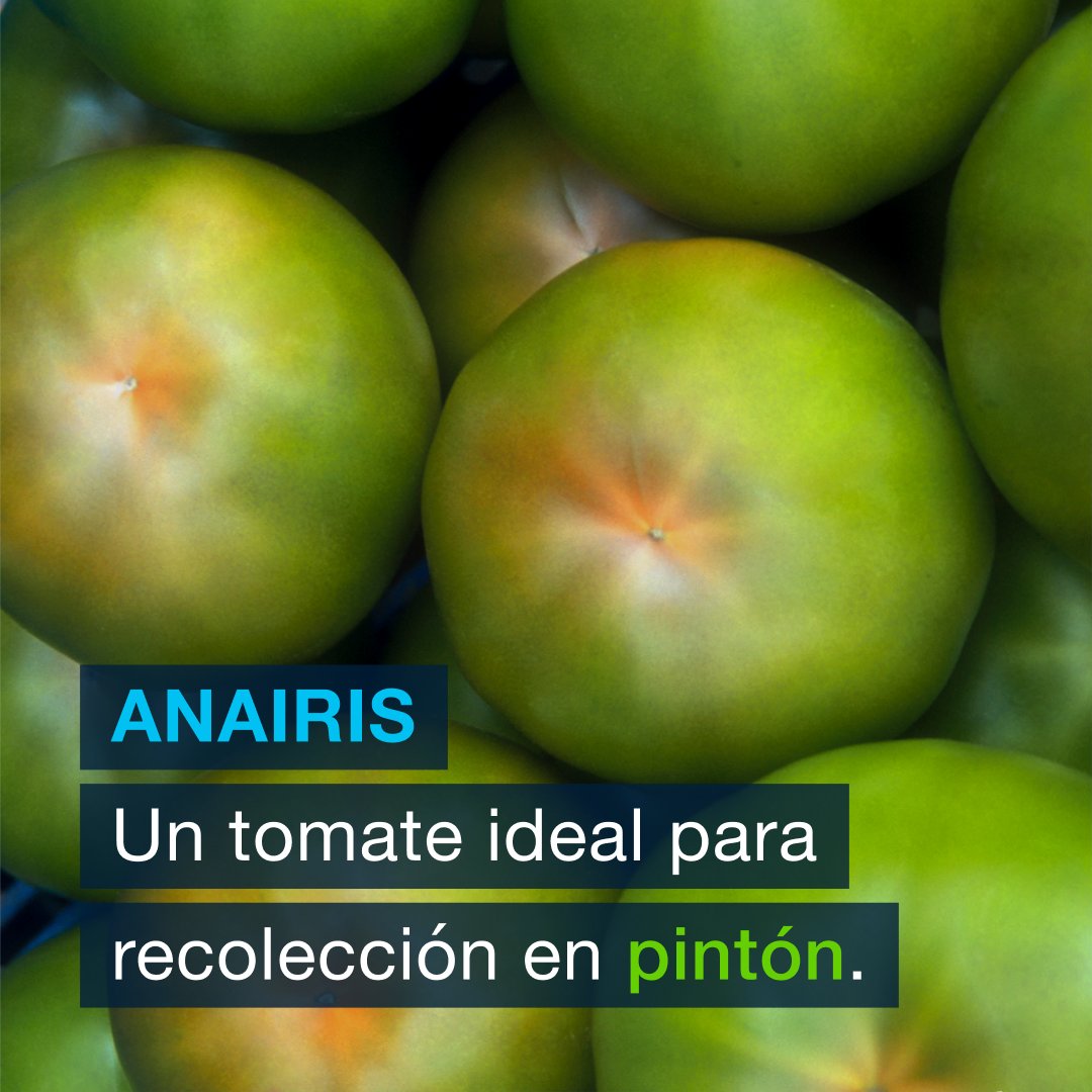 SeminisIberia's tweet photo. 🍅✨  
Nuestra variedad de tomate beef de cuello verde #Anairis, es ideal para recolección en pintón.

#tomatebeef #tomatepintón https://t.co/JDg21zA6jw