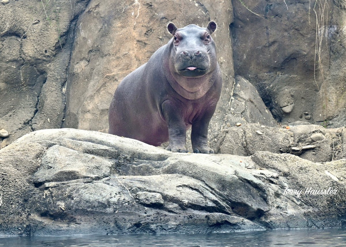 CincinnatiZoo's tweet photo. Fritz giving some attitude. https://t.co/SFeopI7XjK