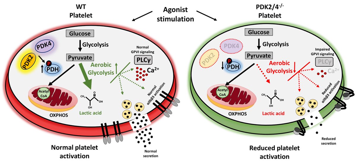 Excited to share that our latest research on the role of the pyruvate dehydrogenase kinases (PDK2 and PDK4) in #platelets is now out in @BloodAdvances. Huge thanks to everyone involved. @Gaganflora @manasbiotech @MadanGhatge @MKumskova @RakeshPatel2083 ashpublications.org/bloodadvances/…