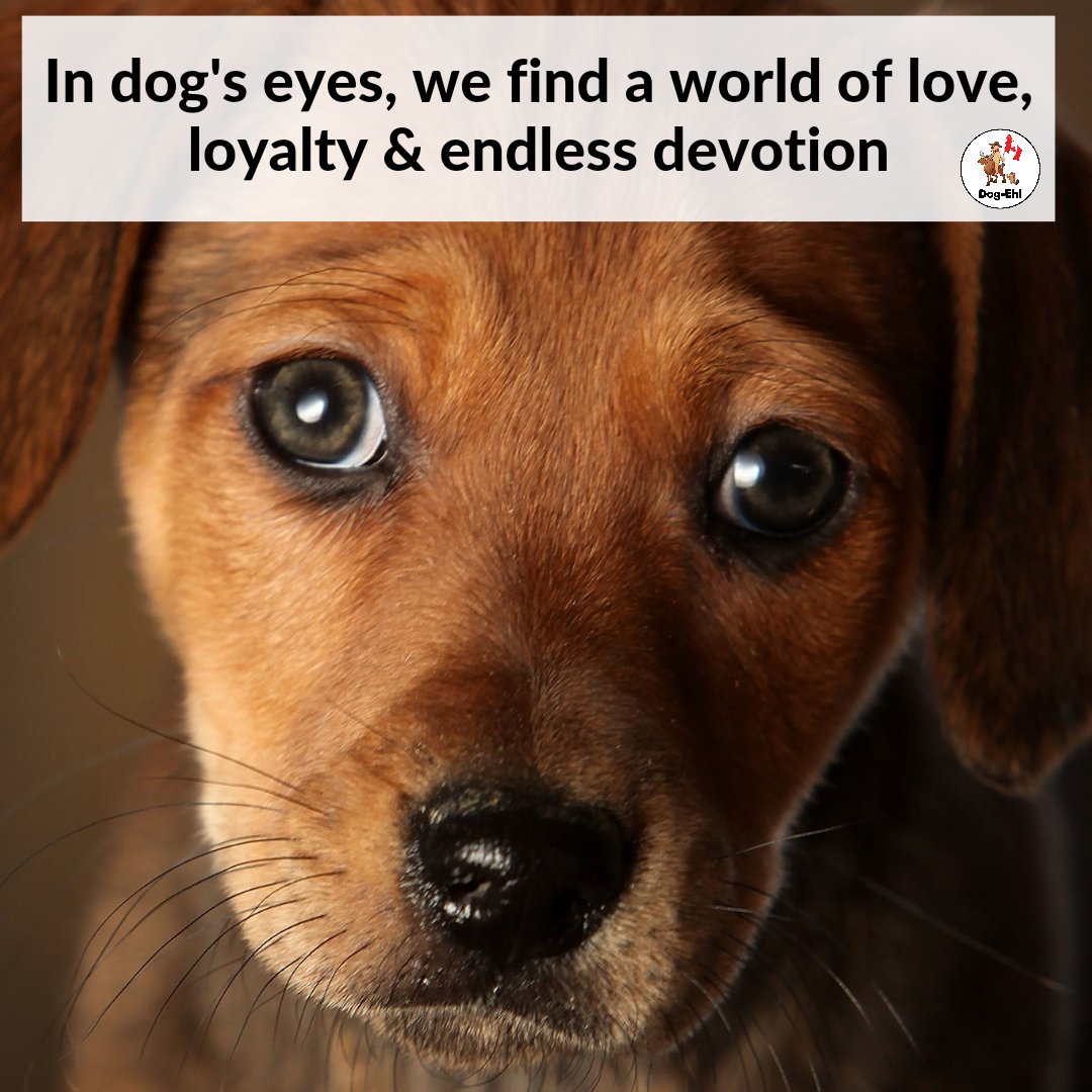 DogEhOfficial's tweet photo. ๐พ Just look into those eyes! ๐ This precious pup reminds us that "in a dog's eyes, we find a world of love, loyalty, and endless devotion." ๐ถ
#puppylove #loyalcompanions #loyalcompanion #furryfamily #doglovers #dogquote #puppyeyes #dogeyes #dogeh https://t.co/foUS5bJWHm