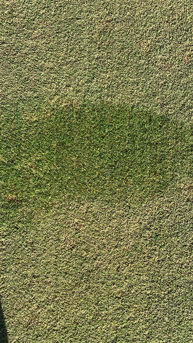 kenston2000's tweet photo. Productive day @DentonGolfClub. All greens scarified down to 8mm, followed by a groom and cut. Finished off with around 5 tonnes of sand dressing to restore surface levels #thatchmanagement https://t.co/JlGWoyZqvR
