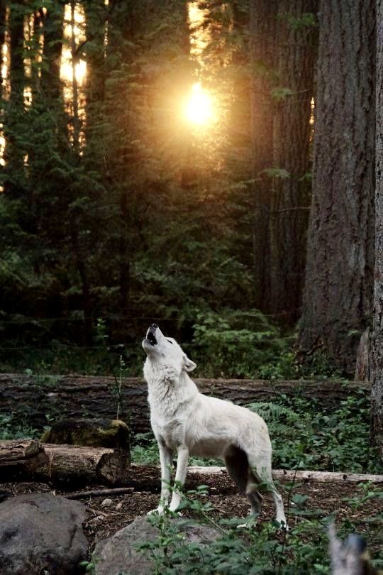 GuaciraRibeiro's tweet image. FOR THE LOVE OF EARTH #RelistWolves Please ⁦@POTUS⁩ #RelistWolvesNow