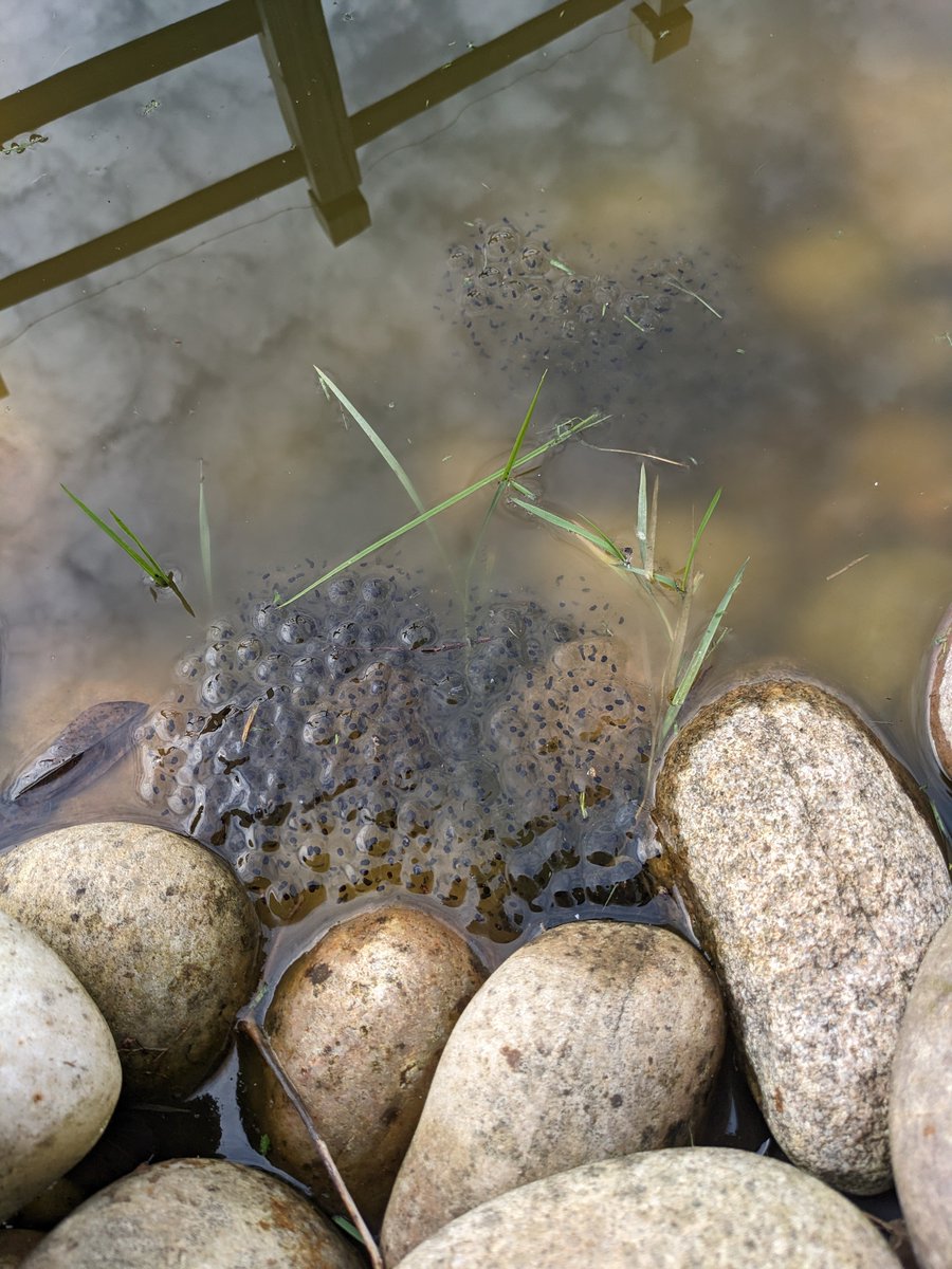 Byddi's tweet photo. Finally #frogspawn and it took less than 2 years. Here's the blog post about making the #wildlifepond during lockdown. https://t.co/ttsZIxKq0f #letnaturein #wildlife #wildlifegarden https://t.co/ZNV9YlH71M