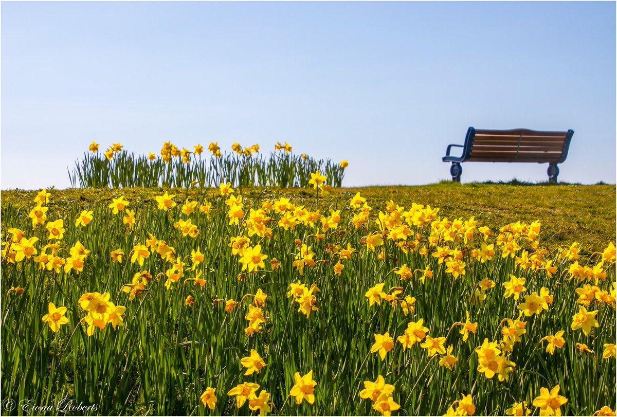 ‘One day like this ‘  
Daffodils looking resplendent in the sunshine today on Swansea Seafront <a href="/DerekTheWeather/">Derek Brockway - weatherman</a>  <a href="/VisitSwanseaBay/">Visit Swansea Bay</a>  <a href="/EnjoySwansea/">Enjoy Swansea Bay</a>  #songlyrics #elbow