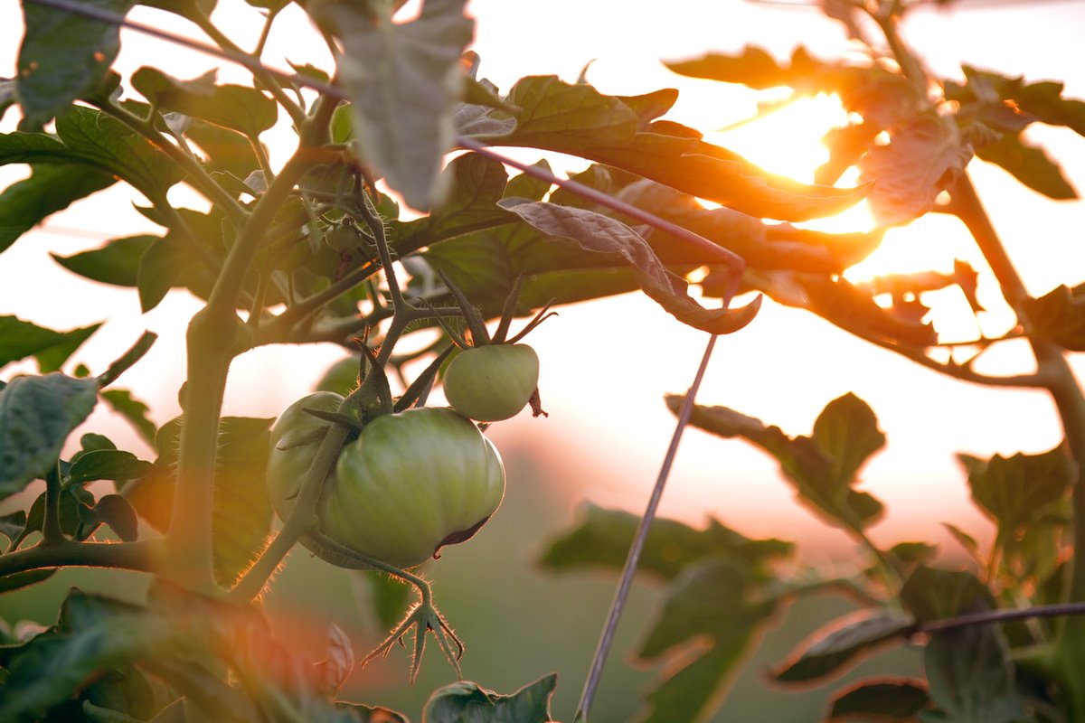 ronispresser's tweet photo. What are nightshade vegetables? https://t.co/qIQO0i5EQV https://t.co/XUytKA2Db5