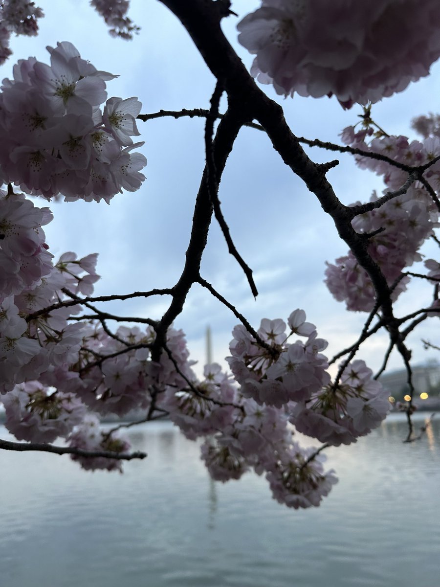 Peak bloom is always a good idea