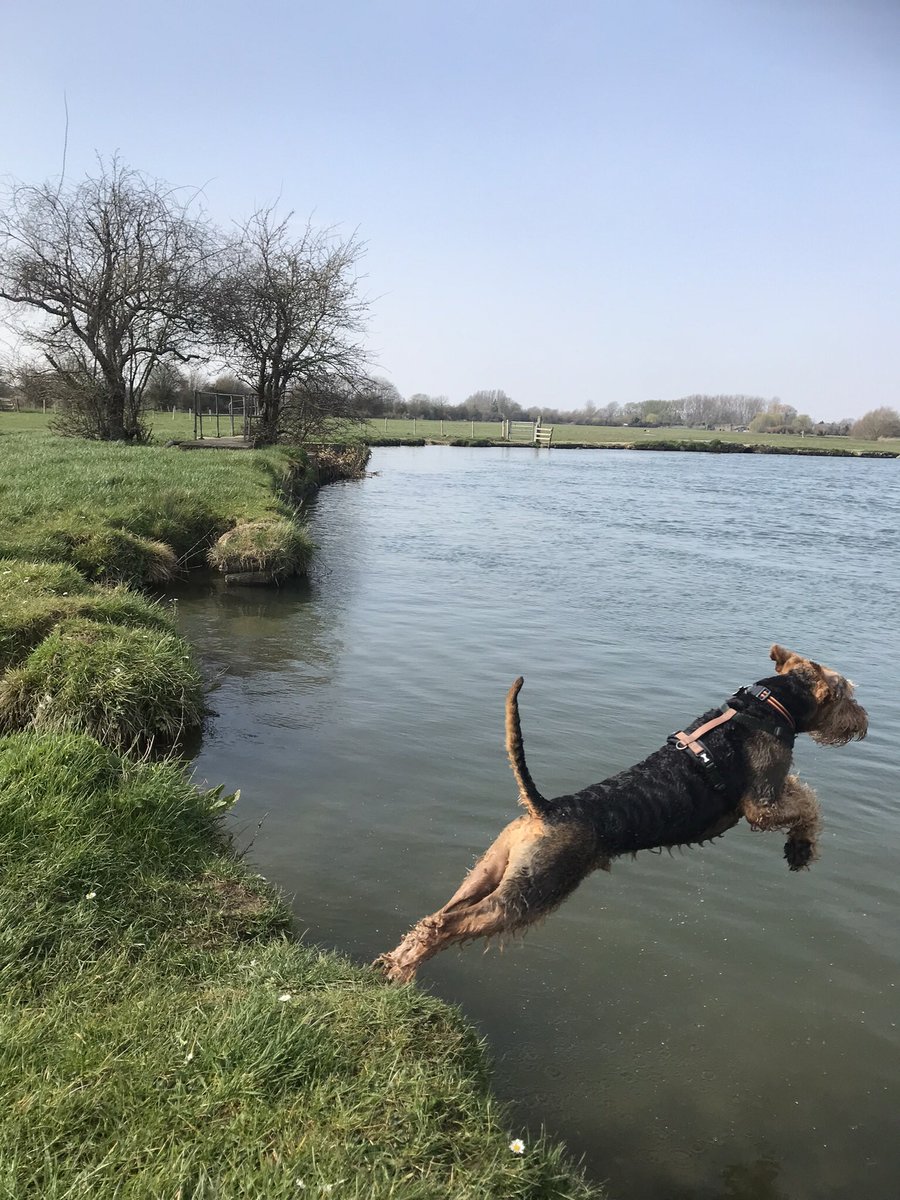 Reggie and Fred (OTRB)🌈The Airedales tweet media